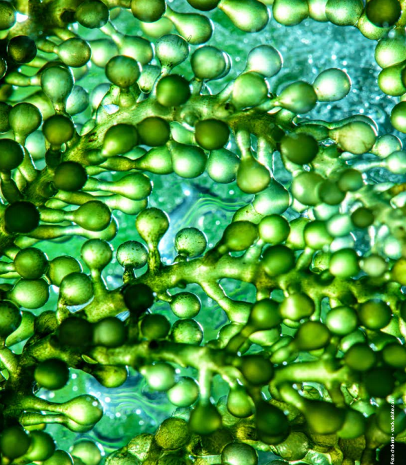 Die Chlorella-Alge – das Superfood mit Anti-Aging-Effekt